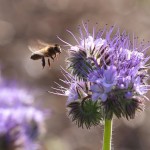 abeille phacélie