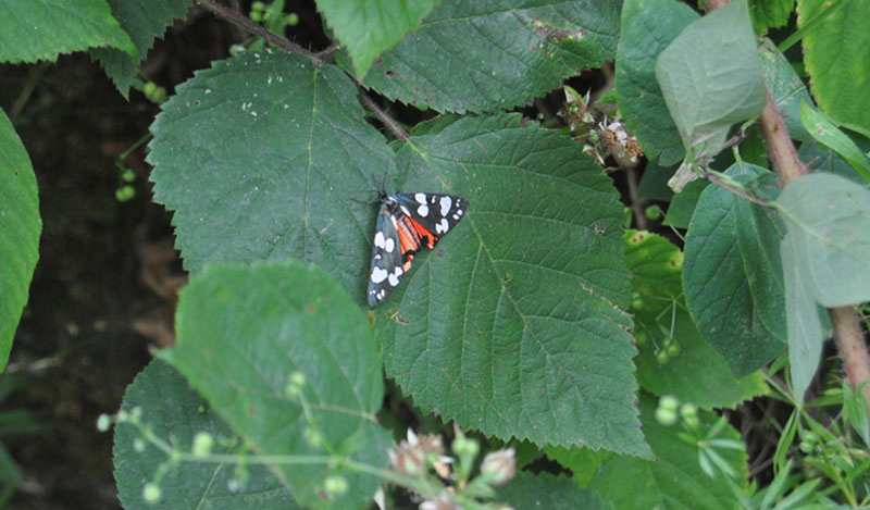 papillon-à-St-Poncy