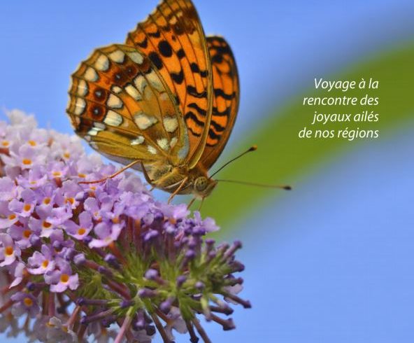 Biodiversité : « Voyage à la rencontre des joyaux ailés de nos régions »
