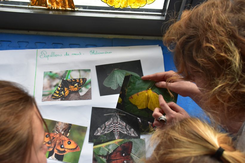 Mercredi de la Biodiversité : les papillons de nuit symboles d’équilibre écologique