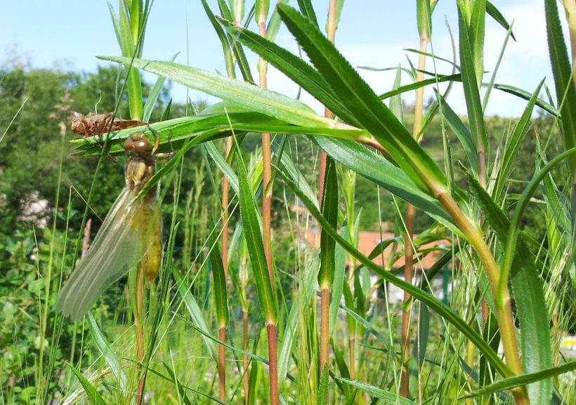 Mercredi de la Biodiversité : libellules et demoiselles en danger