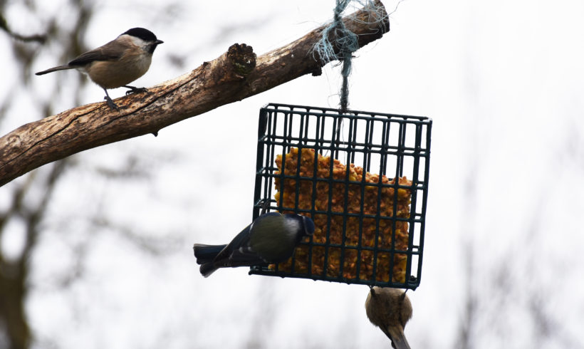 C’est l’hiver… aidons les oiseaux au jardin ! Neussargues-en-Pinatelle