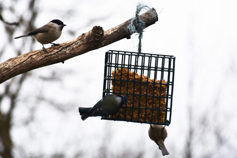 C’est l’hiver… aidons les oiseaux au jardin ! Neussargues-en-Pinatelle