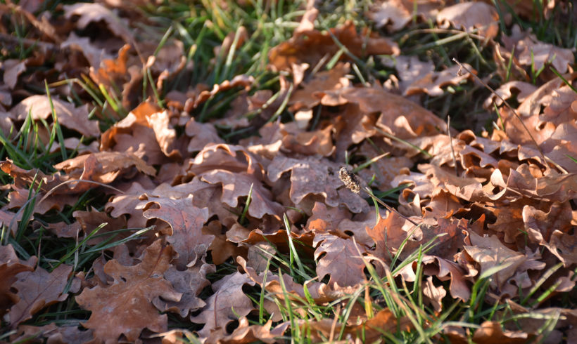 Les feuilles mortes… un cadeau pour : le composteur, le jardin et les hérissons !